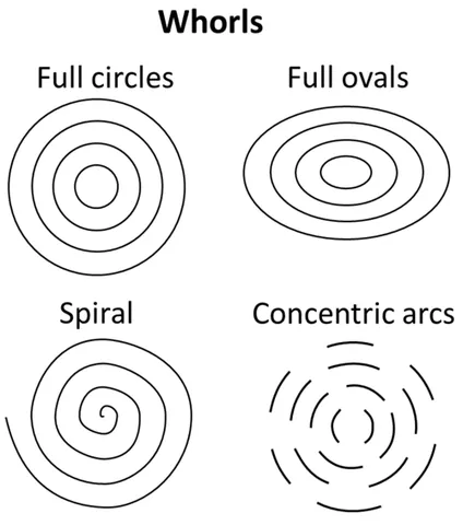 whorl: each circle, volution or equivalent in a pattern of concentric circles, ovals, arcs, or a spiral