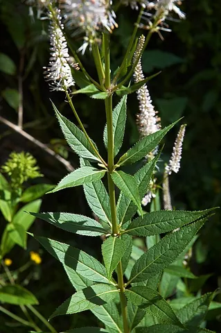 whorlywort: the plant Veronicastrum virginicum