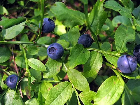 whortleberry: vaccinium myrtillus (bilberry or blue whortleberry);