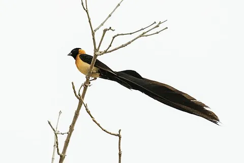 whydah: any of various black and white African birds with distinctive drooping long tailfeathers on males...