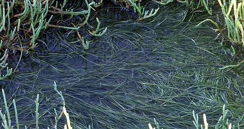 widgeonweed: any of various aquatic plants in the genus Ruppia