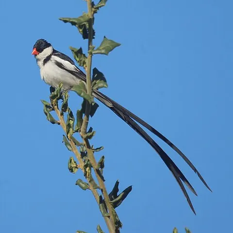 widow bird: any of several species of birds in the family Viduidae, incorporating whydahs and widow finches