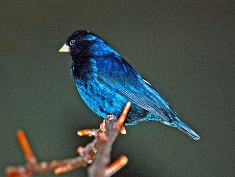 widow finch: any of several species of birds in the genus Vidua