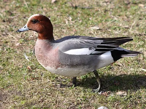 wigeon: any of three freshwater dabbling ducks