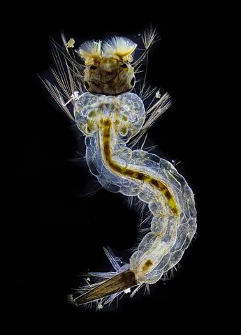 wiggler: the larva of a mosquito