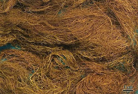 wila: bryoria fremontii, a dark-brown, hair-like lichen eaten by First Peoples in North America