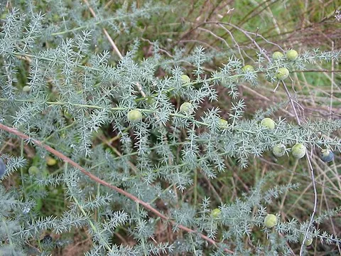 wild asparagus: asparagus acutifolius, a species of asparagus common in the Mediterranean basin