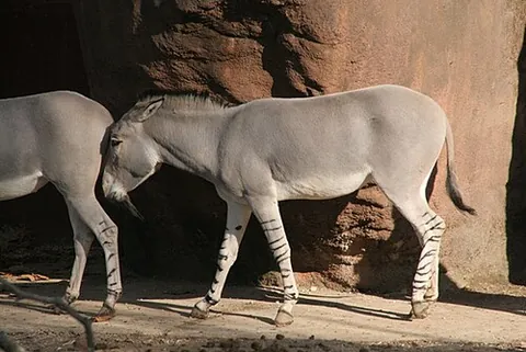 wild ass: any of several wild equine mammals closely related to donkey, endemic to Asia and northeast Africa