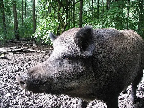 wild boar: a wild swine native to Eurasia and North Africa (Sus scrofa), now widely distributed elsewhere and...