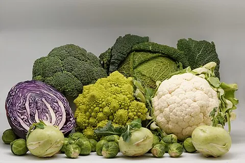 wild cabbage: a plant of the species Brassica oleracea, with broad leaves and a long spike of yellow flowers,...
