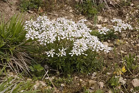 wild candytuft: iberis amara, a flowering plant in the family Brassicaceae, native to Europe