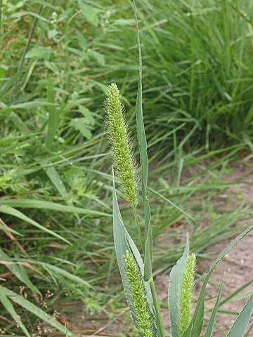 wild foxtail millet: grain of species Setaria viridis, closely related to the cereal crop foxtail millet (Setaria...