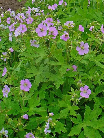 wild geranium: a flowering plant of species Geranium maculatum, found in North America from Manitoba and Quebec to...