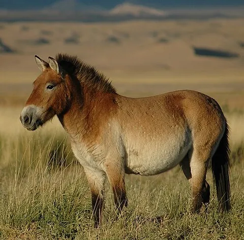 wild horse: a member of the species Equus ferus, sometimes excluding the domesticated horse