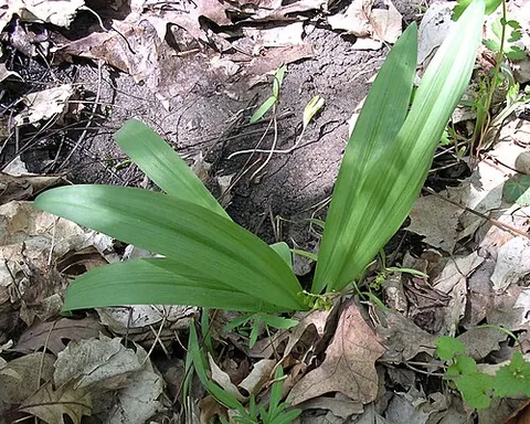 wild leek: a perennial wild onion native to eastern North America, Allium tricoccum, with a cluster of ovoid...