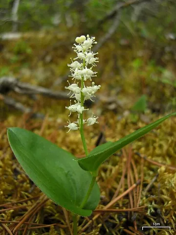 wild lily-of-the-valley: canada mayflower (Maianthemum canadense), native to northern and cooler eastern North America