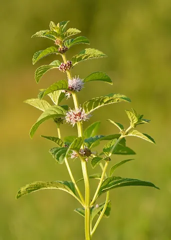wild mint: mentha arvensis