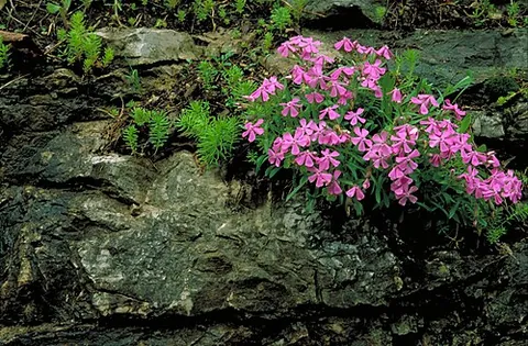 wild pink: silene caroliniana, native to the eastern United States