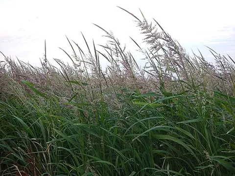 wild rice: rice of any of four species of grasses which form the genus Zizania, which have edible grains and...