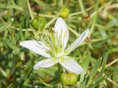 wild rue: harmel (Peganum harmala), endemic in dry regions of Eurasia