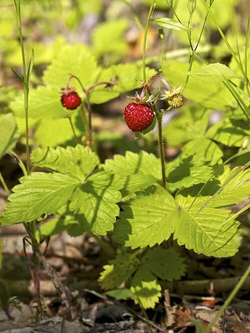 wild strawberry: a plant of the species of strawberry that grows naturally throughout much of the Northern...