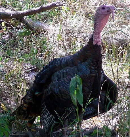 wild turkey: a large gamebird, Meleagris gallopavo, native to North America