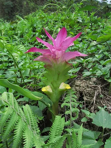wild turmeric: a species of turmeric, Curcuma aromatica
