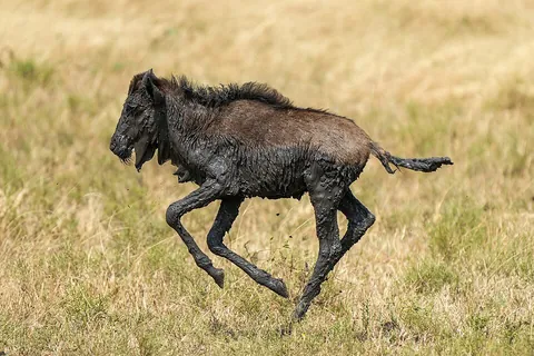 wildebeest: the gnu