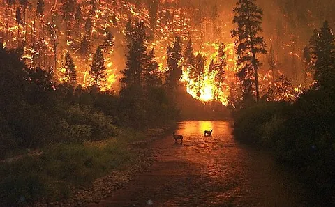 wildfire: a rapidly spreading fire, especially one occurring in a wildland area