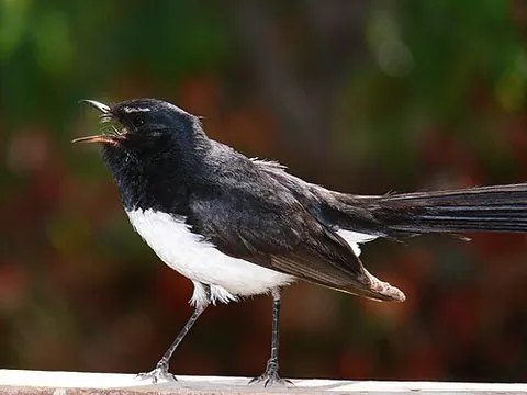 willie wagtail: an Australian bird, Rhipidura leucophrys