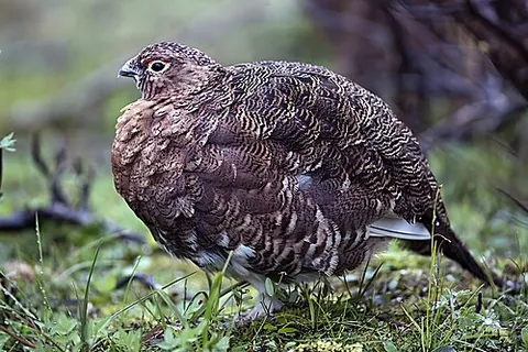 willow grouse: lagopus lagopus, a medium-sized bird in the grouse family