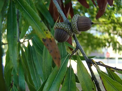 willow oak: quercus phellos