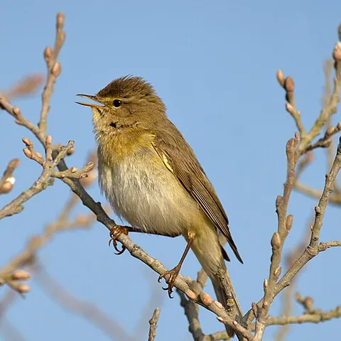 willow warbler: phylloscopus trochilus, common species of Eurasiafrican leaf warbler