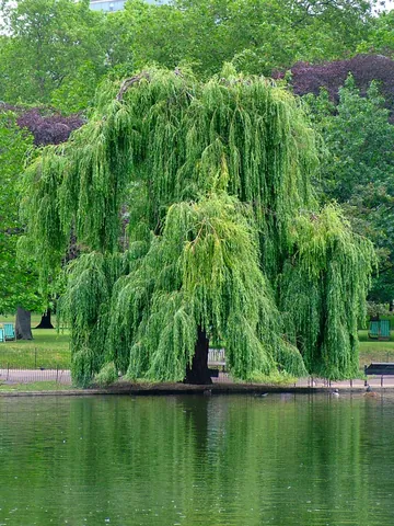 willow: any of various deciduous trees or shrubs in the genus Salix, in the willow family Salicaceae, found...