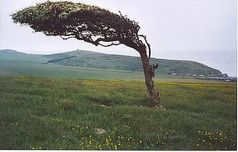 windblown: growing in a distorted shape produced by the prevailing winds