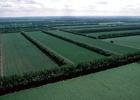 windbreak: a hedge, fence or row of trees positioned to reduce wind damage to crops