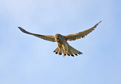 windhover: the common kestrel (Falco tinnunculus)