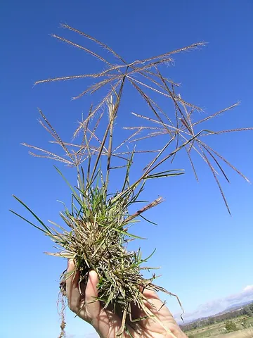 windmill grass: any grass in the genus Chloris, especially Chloris truncata, a clumping grass of Australia