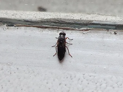 window fly: any of the flies in the family Scenopinidae, which are most commonly seen at windows