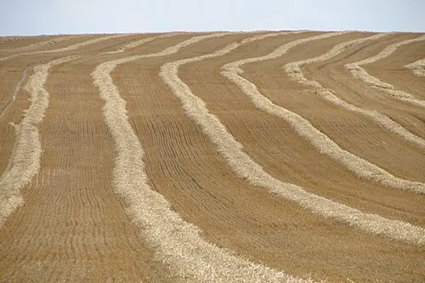 windrow: a row of cut grain or hay allowed to dry in a field