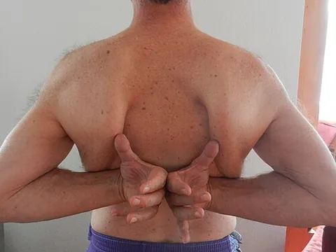 wing bone: the shoulder blade or scapula