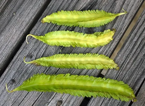 winged bean: a tropical legume of species Psophocarpus tetragonolobus, having clusters of purple flowers and...