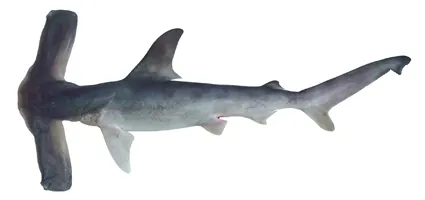 winghead shark: a species of hammerhead shark, Eusphyra blochii, in the family Sphyrnidae, named for the remarkably...