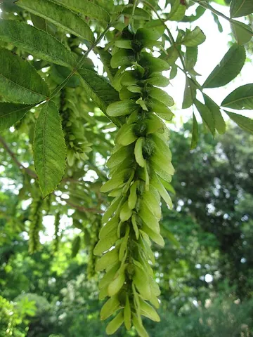 wingnut: a deciduous tree of the genus Pterocarya native to Asia