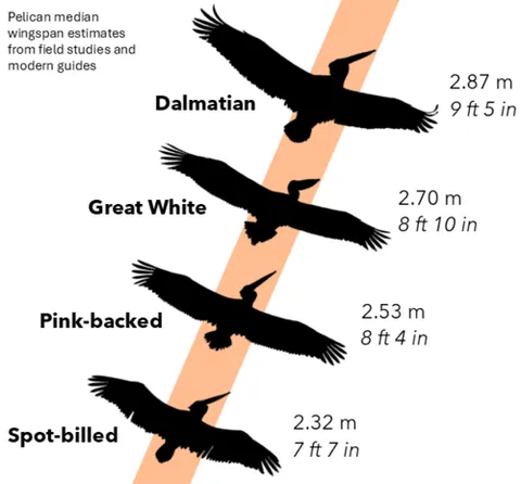 wingspan: the distance from the left wingtip to the right wingtip (of a bird, airplane etc.)