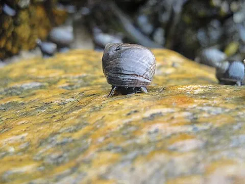 winkle: a periwinkle or its shell, of family Littorinidae