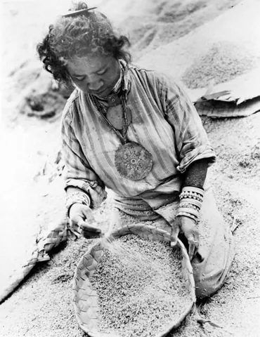winnowing basket: a basket used to winnow rice or grain from the chaff