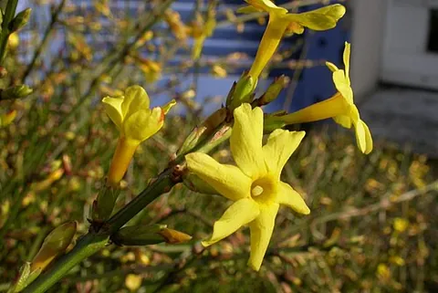 winter jasmine: a slender deciduous shrub native to China, of species Jasminum nudiflorum