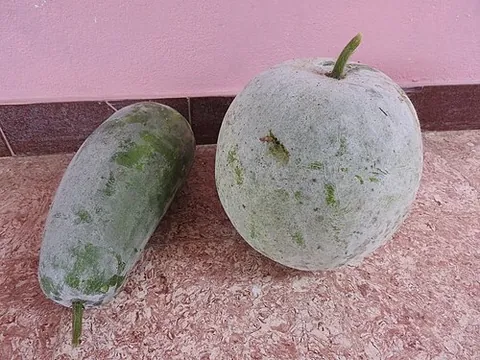 winter melon: benincasa hispida, a species of the gourd family (Cucurbitaceae) commonly cultivated in Asia