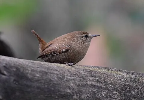 winter wren: a bird of the species Troglodytes hiemalis, of the coniferous forests of the cooler parts of North...